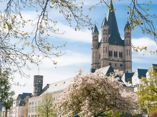 Kirchturm von Groß St. Martin ragt über Häuser. Im Vordergrund stehen viele Bäume.